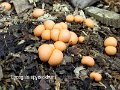 Lycogala epidendrum-amf1251
